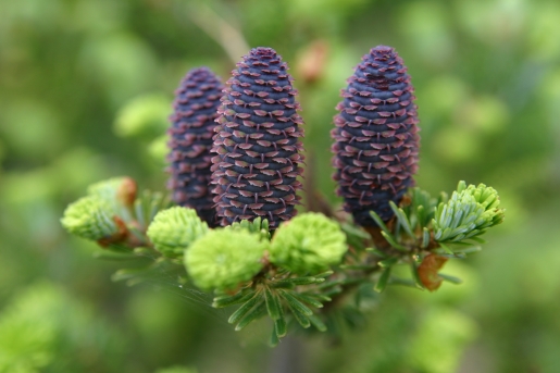 구상나무 열매1