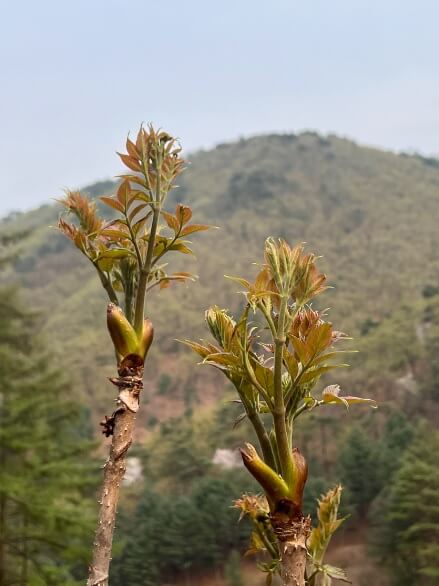 생방송투데이 이 주의 장바구니 강원도 평창 참두릅 365삼 구입 주문방법 산양삼, 오가피순, 명이나물, 고들빼기, 산더덕, 솔순, 도라지, 땅두릅