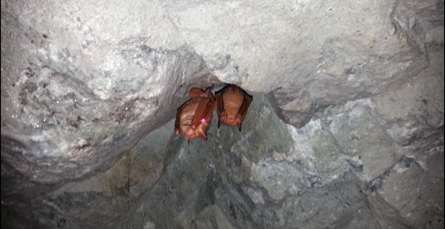 붉은박쥐는 왜 사라졌나?|한국 멸종위기 야생동물 실태와 보호대책