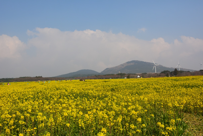 가시리 유채꽃 밭