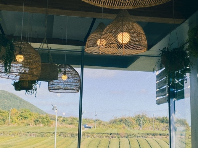 오설록 녹차밭 사진