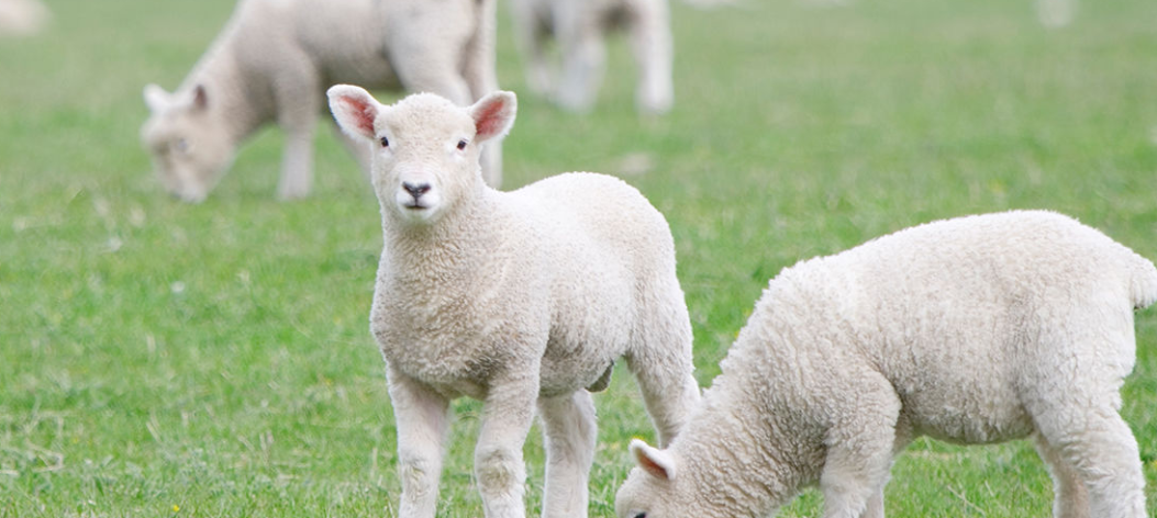 가족동물원 동물사진