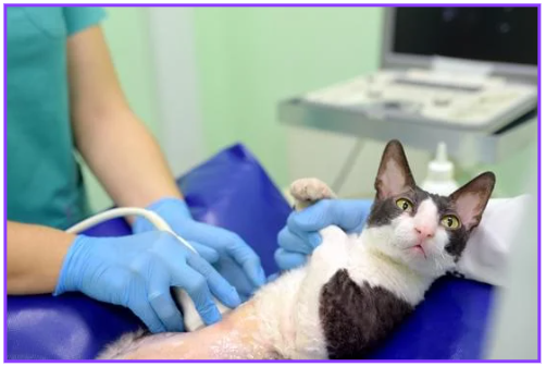 반려동물 건강식 필수 건강식 7가지