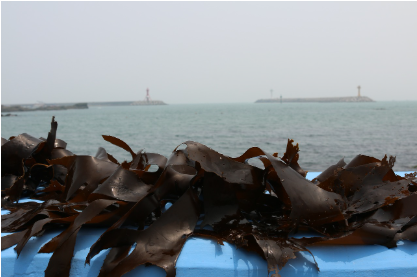 봄철 해조류 – 미네랄 보충