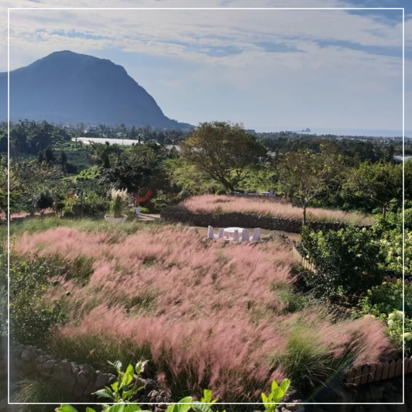 제주도 마노르블랑 핑크뮬리축제 인생사진 찍어봅시다.