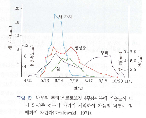 뿌리의 생장