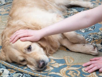 강아지 췌장염 증상 및 관리법 놓치면 큰일
