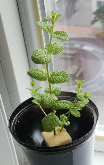 애플민트 재배 번식 빠름 물주기 요령 잎 수확_8