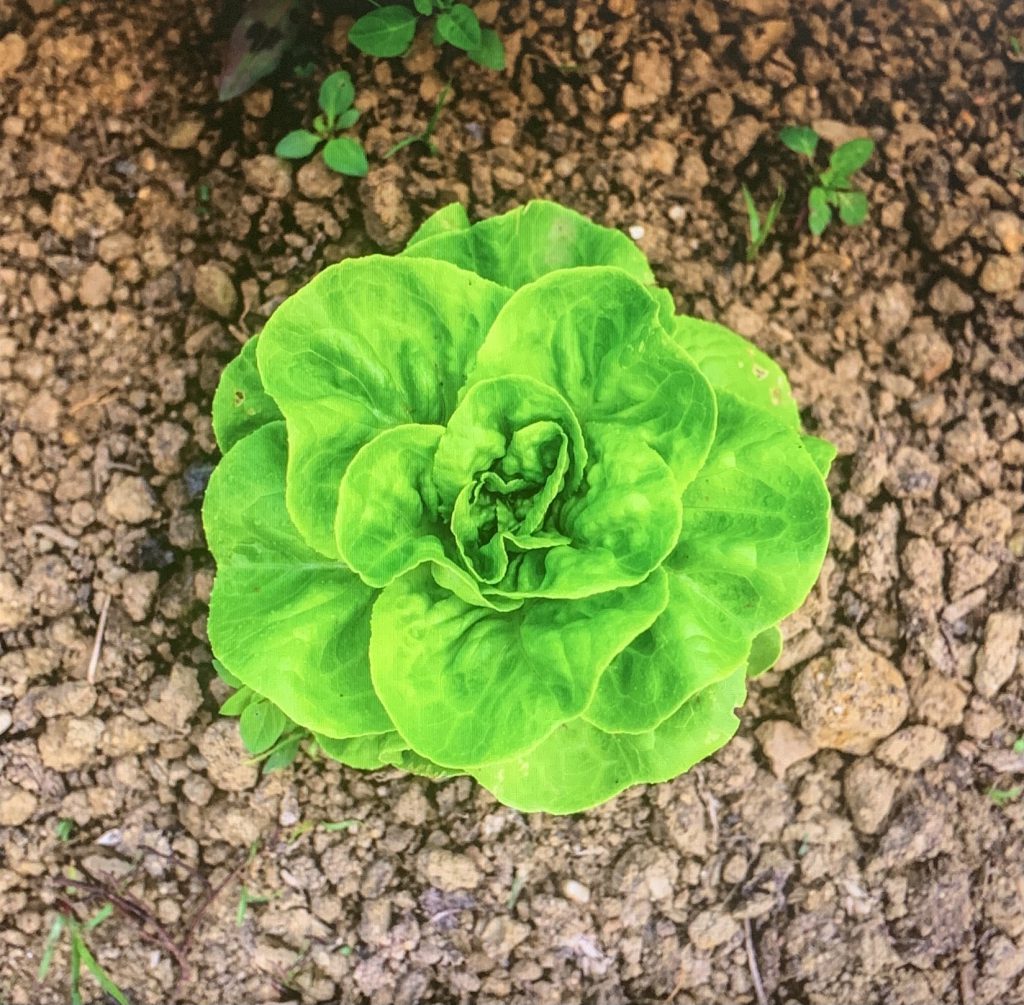 상추 효능 부작용
