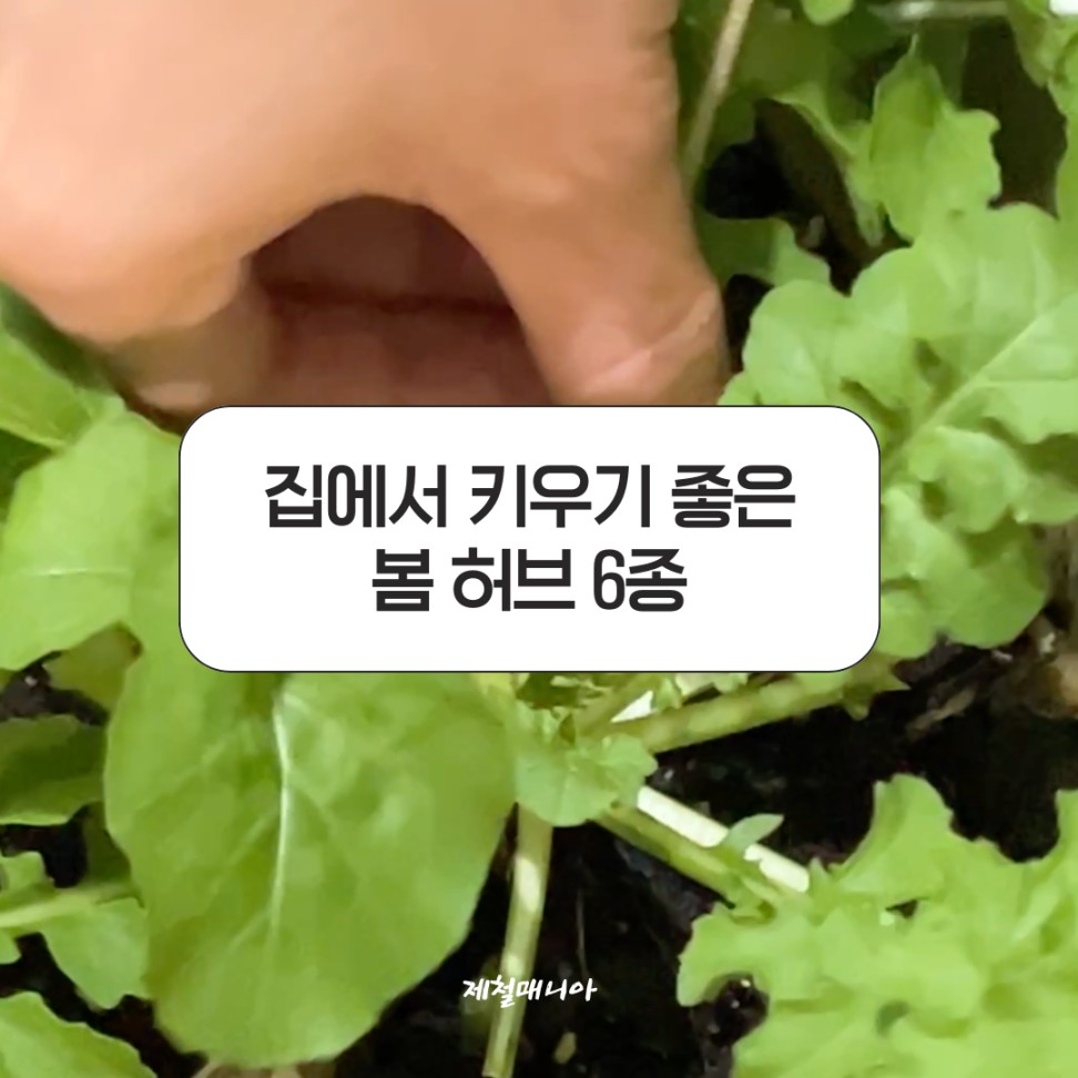 텃밭