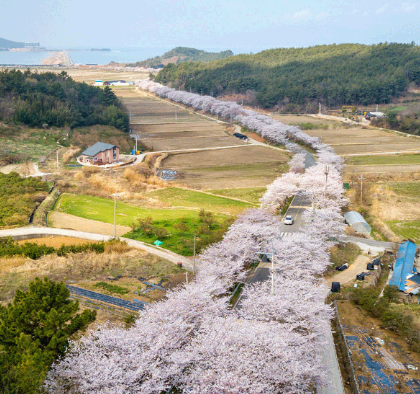 벚꽃명소