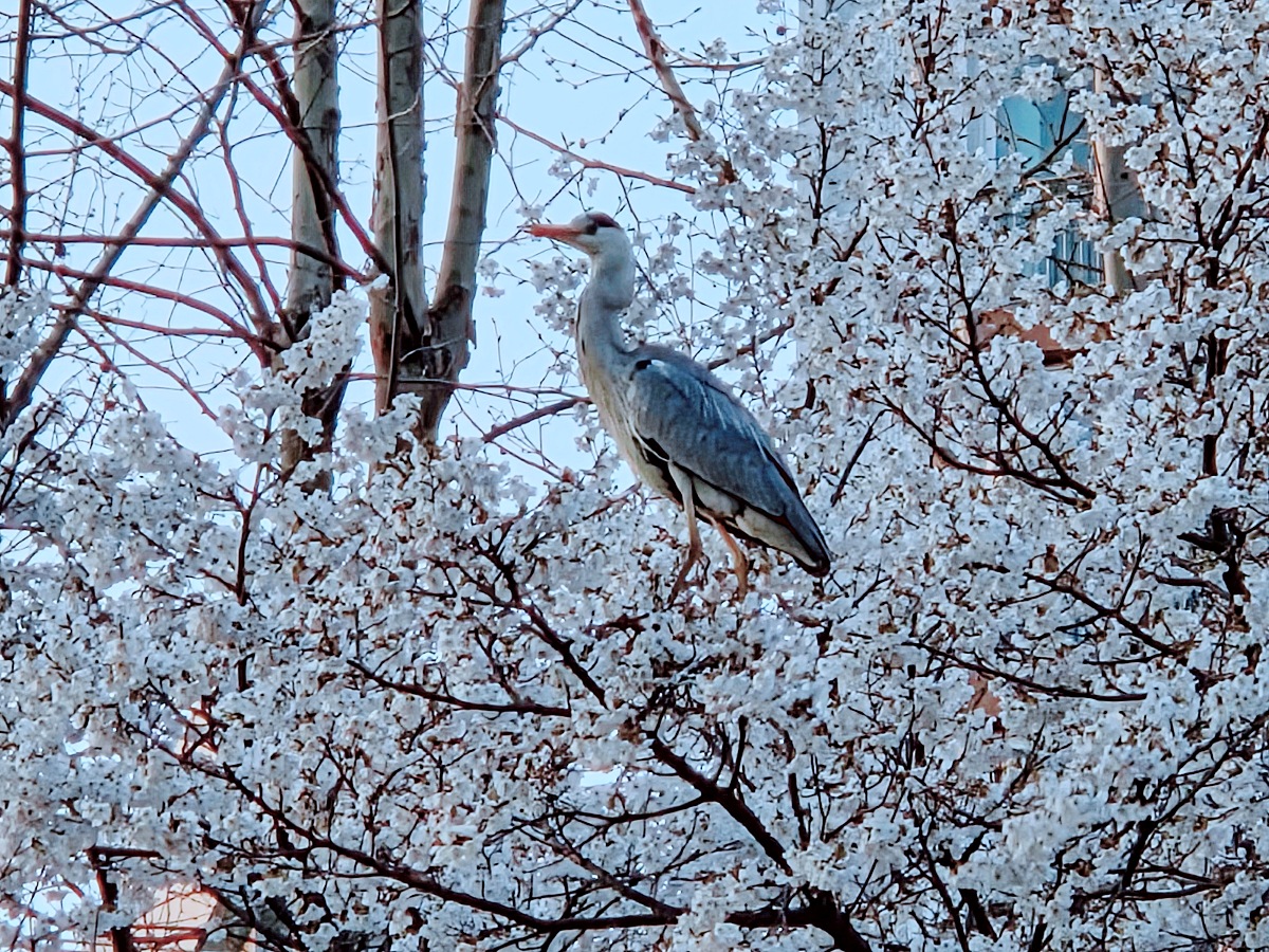 인천 벚꽃 명소 굴포천: 부평 청리단길 꼭 가봐야 할 사계절 감성 산책로