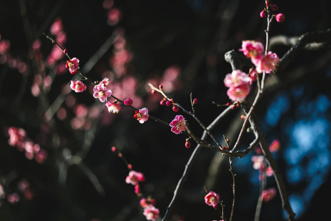 Plum blossoms