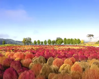 임진강 댑싸리공원_12