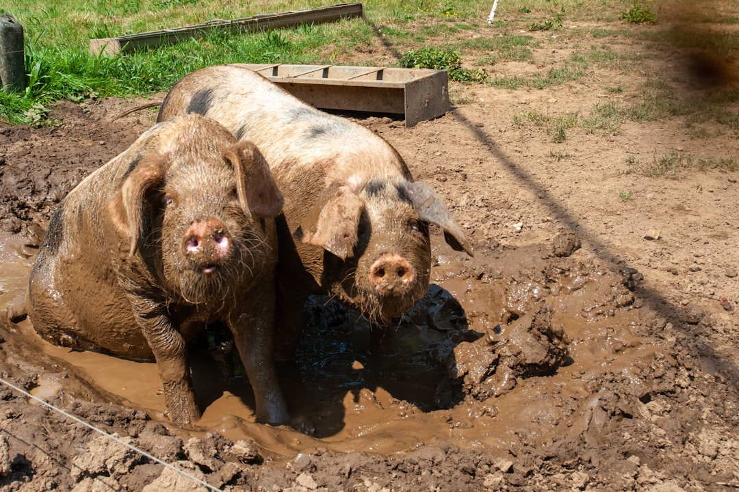 Pigs