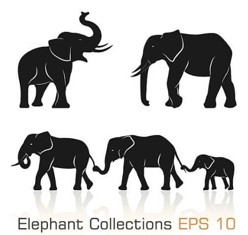 코끼리나오는꿈해몽