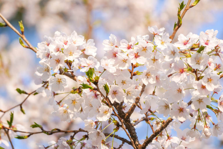 3월 벚꽃 여행 추천, 봄의 시작을 가장 아름답게 보내는 법