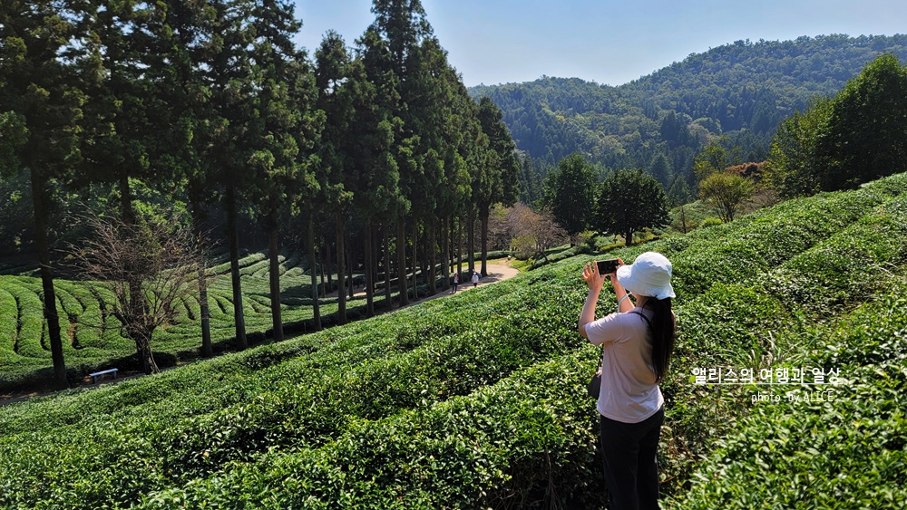 2021년 호텔 결산 QnA (제일 좋은, 가성비 좋은, 특색있는 호텔 등등등) ... 여행블로거 & 크리에이터 앨리스