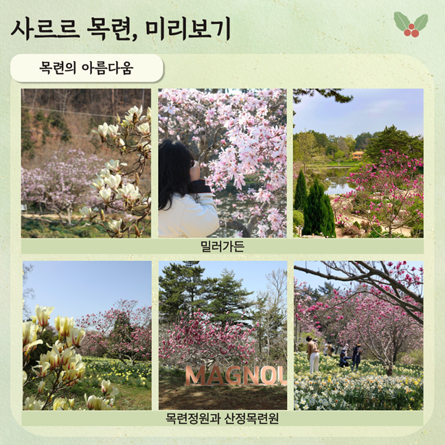 천리포수목원 목련축제