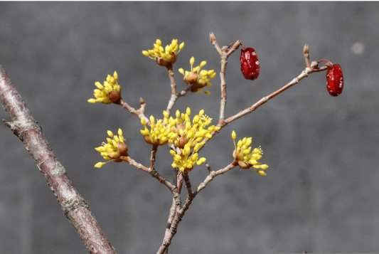 구례 산수유 꽃 축제