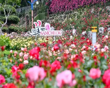 삼척 장미축제_25