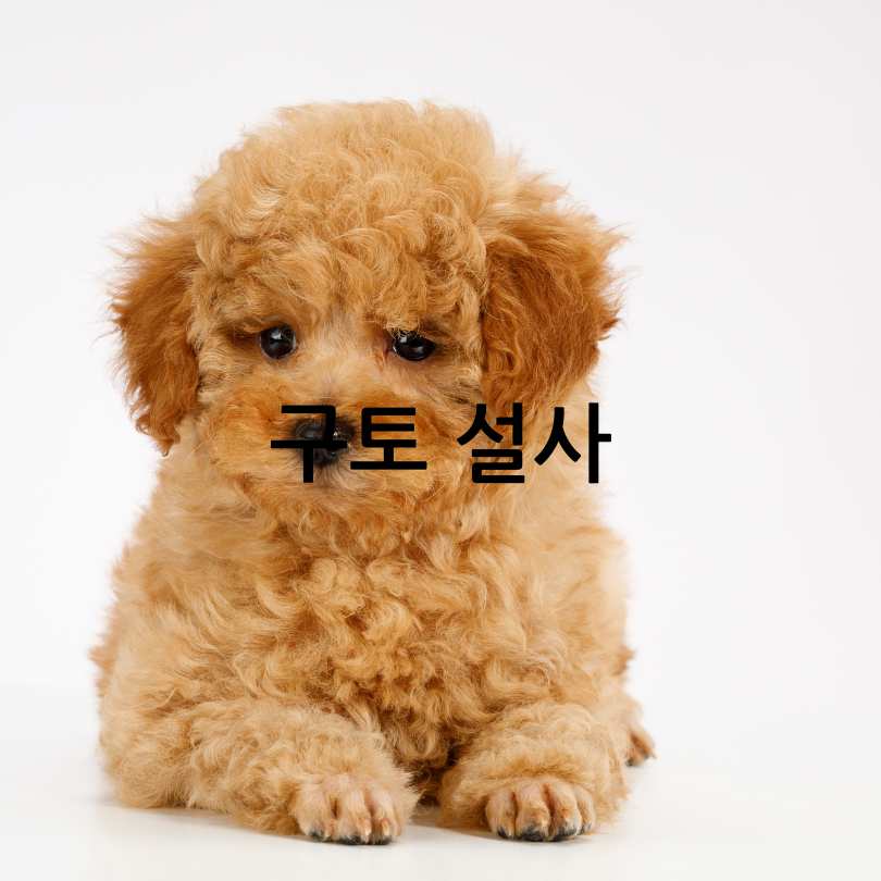 강아지 더위 증상 및 해결법