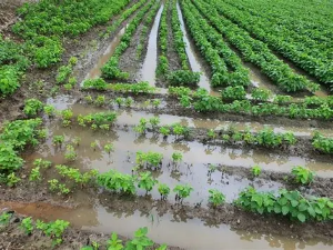 손해평가사 난이도 분석: 합격률·합격자 수·시험 구조 총정리