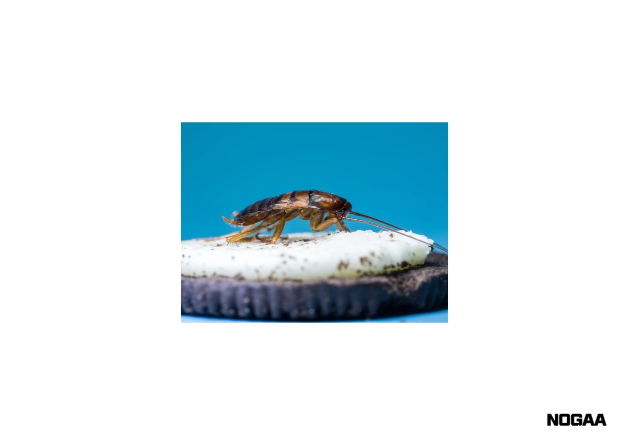 바퀴벌레 퇴치방법