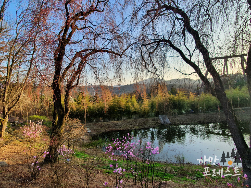 에버랜드 하늘매화길