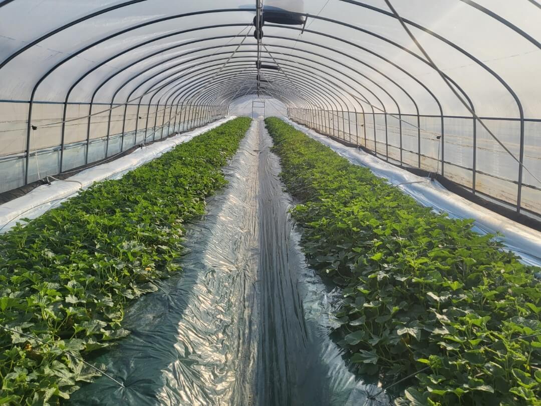 시설하우스 안에서 자라고 있는 참외 재배 환경 이미지