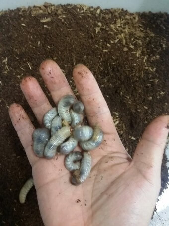 요즘-곤충양식이-유행해-굼뱅이를-키우고-손으로-십여마리를-올려놓는-모습