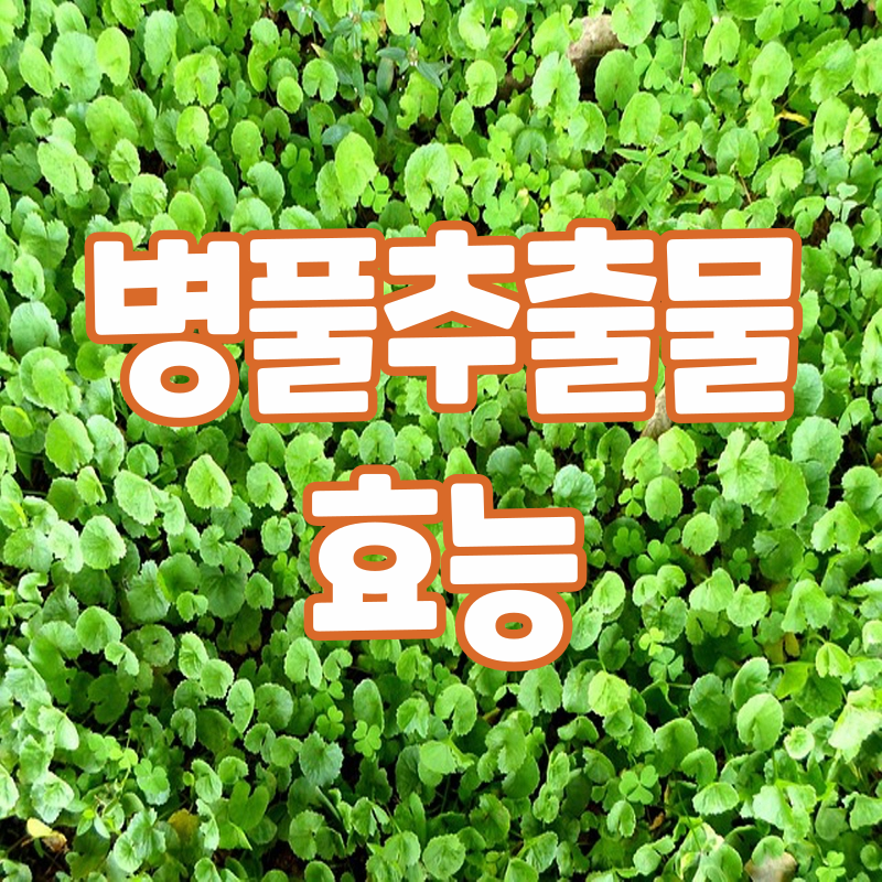 병풀추출물 효능