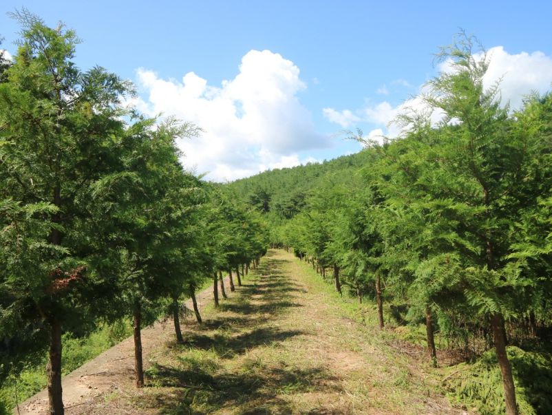 벌영리 메타세콰이어 숲