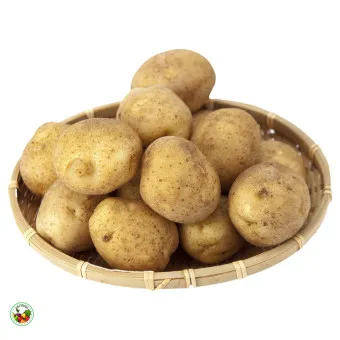 감자 심는 시기 재배 방법_6