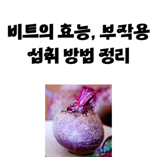 비트의 효능과 부작용, 섭취 방법