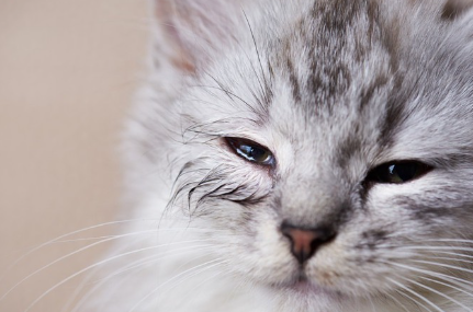 이쪽을 보고 있는 고양이.