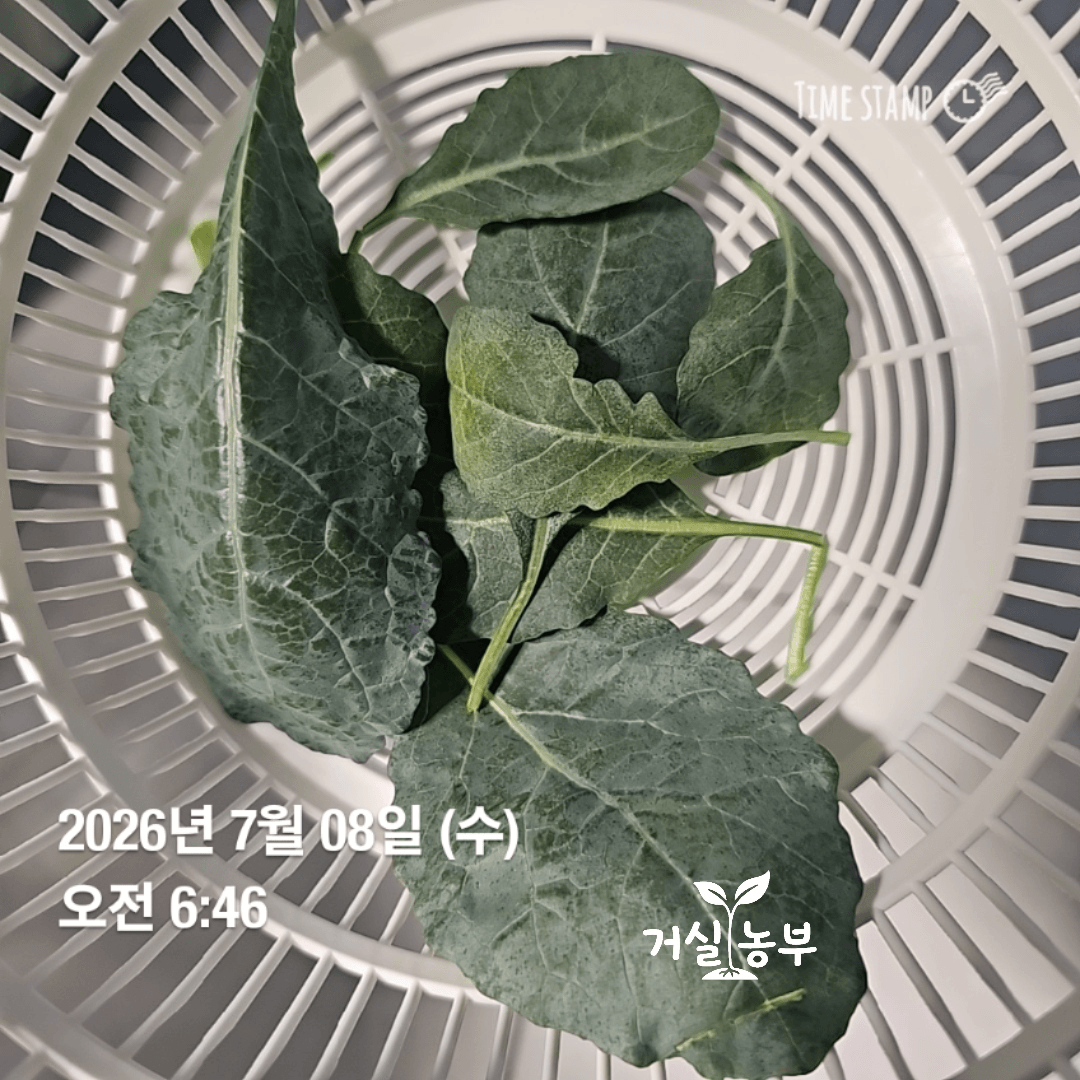 수경재배로 직접 키워 처음 수확한 케일 잎