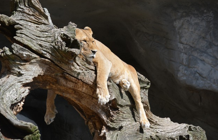 게으른 듯 쉬고 있는 호랑이