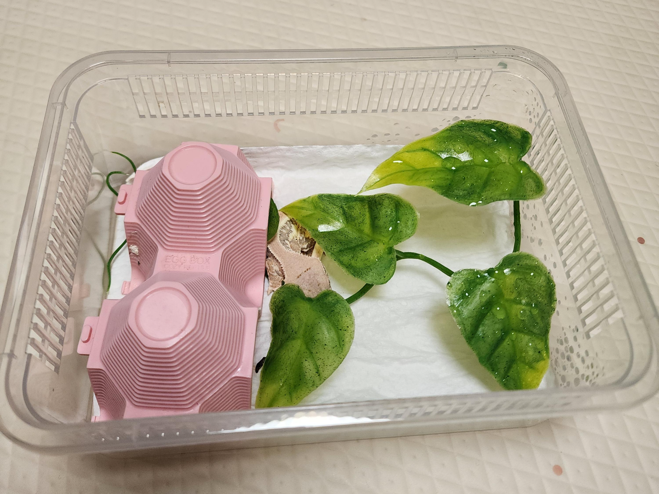 크레-사육장-청소하기-전-사진