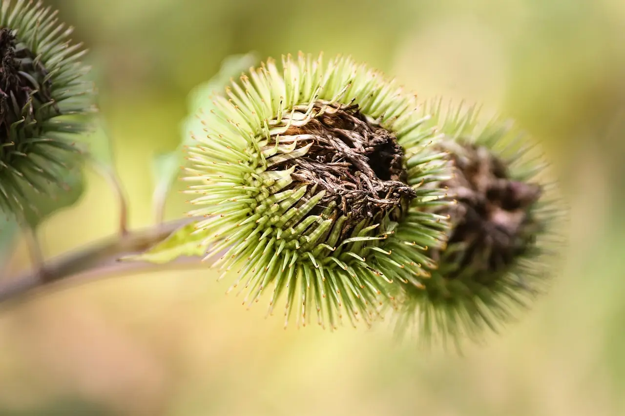췌장과 혈당 베르베린