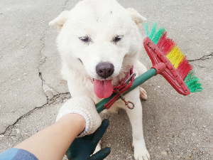 강아지와 교감하는 7가지 방법.