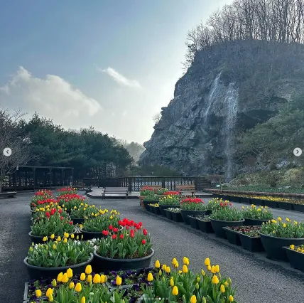 피나클랜드 불꽃축제 튤립 수선화 축제 17