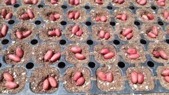 땅콩 재배 개화 후 흙 덮기 배수로 확보 칼슘 보충_6