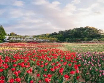 피나클랜드 불꽃축제 억만 송이 봄꽃축제_3