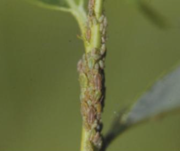 버들쌍꼬리진딧물