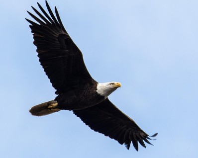 유럽의 대표동물 중 독수리