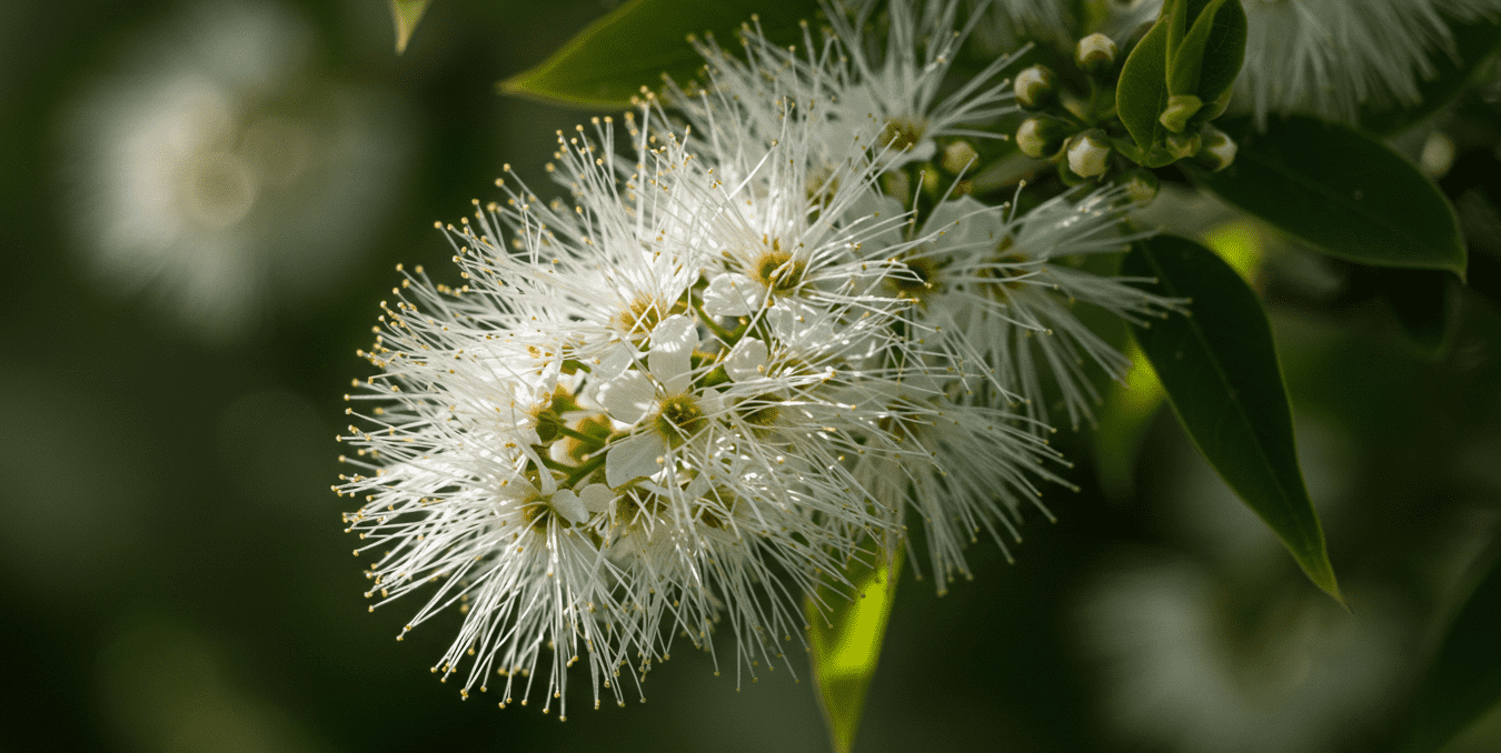 청주 이팝나무길 꽃구경 명소