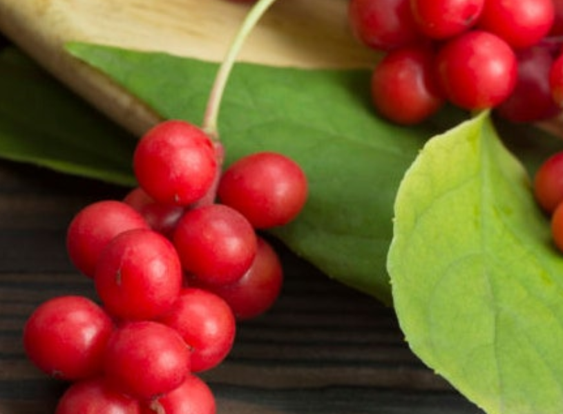 나무에-열린-오미자-사진