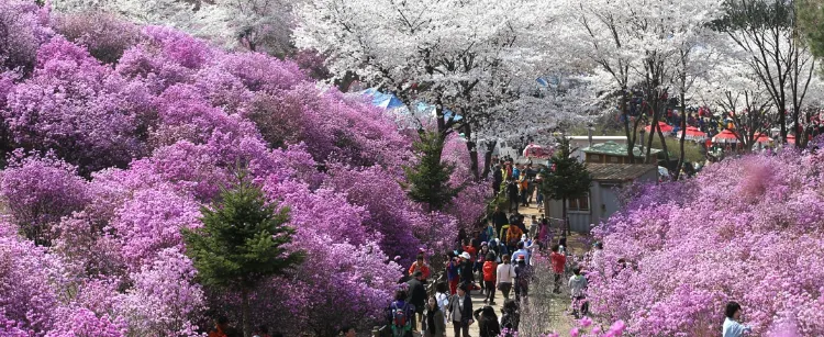 부천 원미산 진달래 축제
