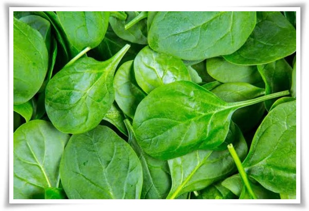 텃밭 "7월에 심기 좋은 작물" 가을 수확을 기대하는 황금 작물!